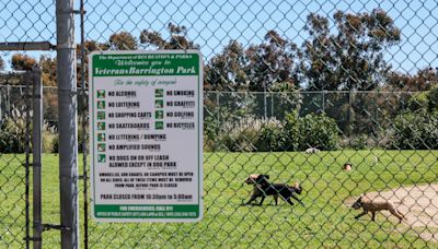 $10,000 to care for the aging 'Shrek' donkey and friends? One Palo Alto council member says neigh