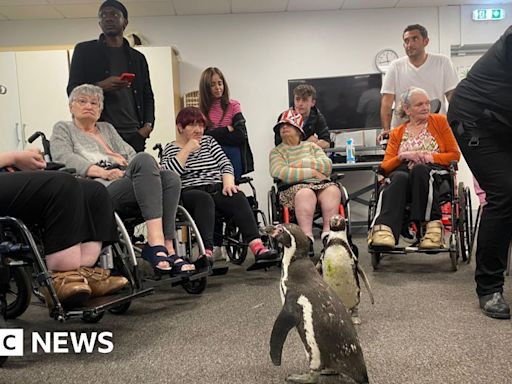 Nottingham care home residents get to p-p-pick up penguins