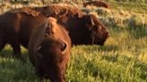 Columbus Zoo and Aquarium announces death of 19-year-old bison Clover