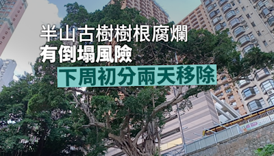 半山古樹樹根腐爛有倒塌風險 下周初分兩天移除