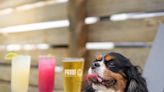 Proof Brewing to host 'Yappy Hour' for Leon County Humane Society on Saturday | Brew Bend