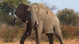 U.S. Tourist Dies in Zambia Elephant Attack, Second This Year