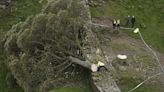 Un adolescente detenido en Inglaterra por talar de manera "deliberada" el famoso árbol Sycamore Gap