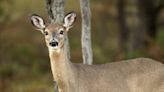 Michigan DNR announces field trial for the study of vaccinating deer against bovine tuberculosis - Outdoor News