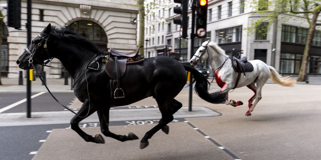 King’s Horses Run Amok in London, Escaping Monarch’s Birthday-Parade Practice