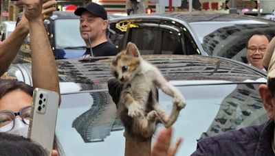 深水埗幼貓被困Tesla車底 消防市民合力花近3小時救出