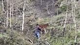 Watch this daring rescue of a wild foal stuck on a cliffside