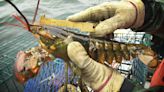 ‘Avoid’ lobster from Maine? California aquarium’s warning has lobstermen fighting back