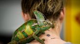 Things to do: Reptiles take over the RP Funding Center. Comedy, classic cars or live music