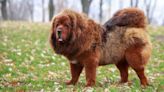 How big do Tibetan Mastiffs get? Everything to know about the breed
