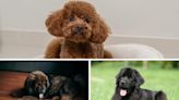 The UK's top 20 most expensive (and most affordable) dog breeds to own revealed