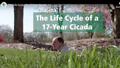 DuPage County Forest Preserve video makes the cicada life cycle easy to understand