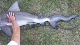 Florida Fisherman Reels In Weird, ‘Squiggly’ Bull Shark