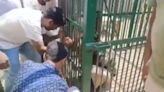 ...Viral Video: Forest Official Struggles For 1 Hour In Tiger Cage After Getting Trapped While Demonstrating Procedure To Colleagues...