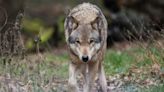 Alerte au loup dans une forêt au centre des Pays-Bas après plusieurs incidents "inquiétants"