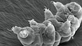 Studies reveal new clues to how tardigrades can survive intense radiation