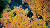 Here's your fall foliage and weather forecast for the last weekend in September
