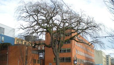 ‘Iconic’ 154-year-old elm tree to be removed due to public safety