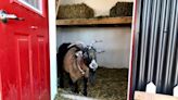 Ontario man, 82, couldn't leave Bob on the farm, so he moved the goat to town