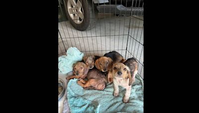 Puppies needed homes after ‘heartbreaking discovery’ in dumpster. Then came good news