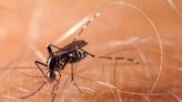 Mosquito-borne illness alert issued in Miami-Dade after first dengue case of the year