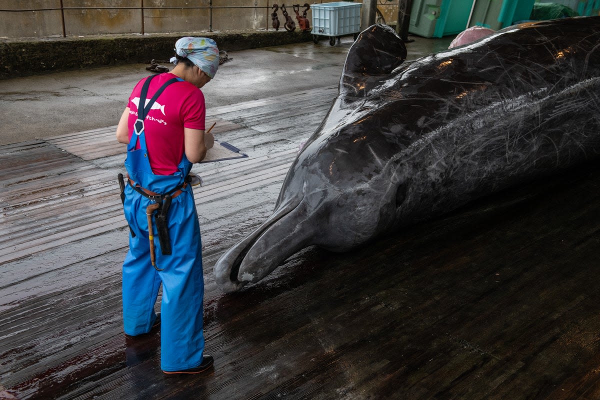 Japan plans to expand whale hunting to largest species yet