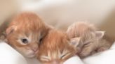 Adorable Maine Coon Kittens' First Hours of Life Are Such a Miracle