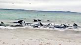 最少51條死亡 西澳近百領航鯨集體擱淺