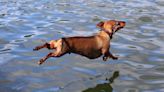 Boat-Loving Dachshund's Cute Little 'Air Swims' Couldn't Be Sweeter