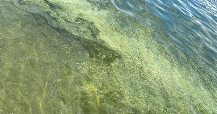 Cyanobacteria blooms reported on Lake Winnipesaukee