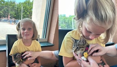 Agawam 5-year-old takes a stand for kittens in need