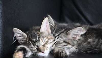 Maine Coon Kitten Littermates Refuse to Sleep Unless They're Cuddling Each Other