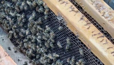 彰化八卦山養蜂場傳蟻害 蜂箱遭疣胸琉璃蟻入侵