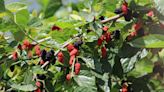 Mulberries Vs Blackberries: What's The Difference?