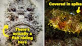 No One Should Ever Go Into The Ocean, And These Pictures Of Terrifying Sea Creatures Will Prove It