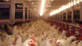 A closed Iowa chicken processing plant gets new life with nearly $46 million in federal aid