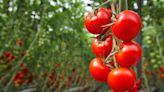 Gardener’s tip to grow ‘bigger, better tomatoes’ only takes seconds