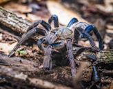 Cobalt blue tarantula