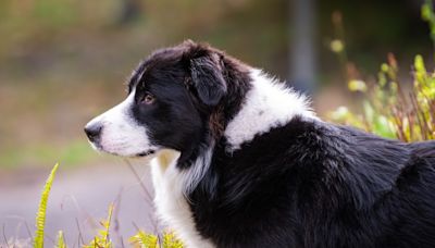 Border Collie's Complete Lack of Effort While Herding Sheep Somehow Turns Out Perfectly