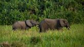 Critically Endangered African Forest Elephant Is a Big Gardener