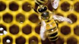 Vermont governor vetoes bill to restrict pesticide that's toxic to bees, saying it's anti-farmer