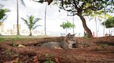 Letter: Solve feral cat problem by punishing owners | Honolulu Star-Advertiser