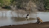 Moment antelope charges towards lioness to escape crocodile-infested lake