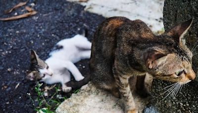 Tierheim Würzburg überfüllt: Landkreis erwägt Kastrationspflicht für bestimmte Katzen