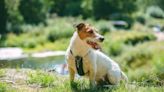 Loyal Dog Found With Body of Missing Colorado Hiker