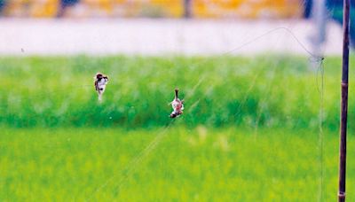 稻作結穗期架網掛鳥屍 農業局籲改用「驅鳥球」