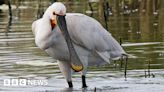 Spoonbill birds return to Cambridgeshire after 360 years