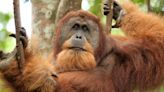 Scientists say an orangutan used medicinal plant to treat its wound