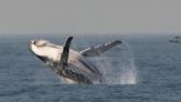 Emocionante Temporada de Avistamiento de Ballenas en Río de Janeiro