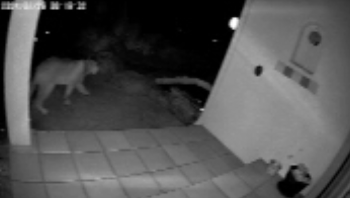 Camera captures mountain lion strolling through SLO County yard